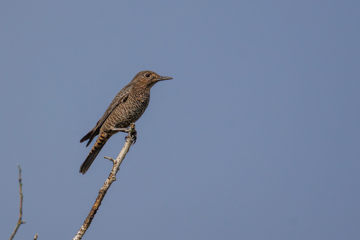 Blue Rock-Thrush - ML642847322