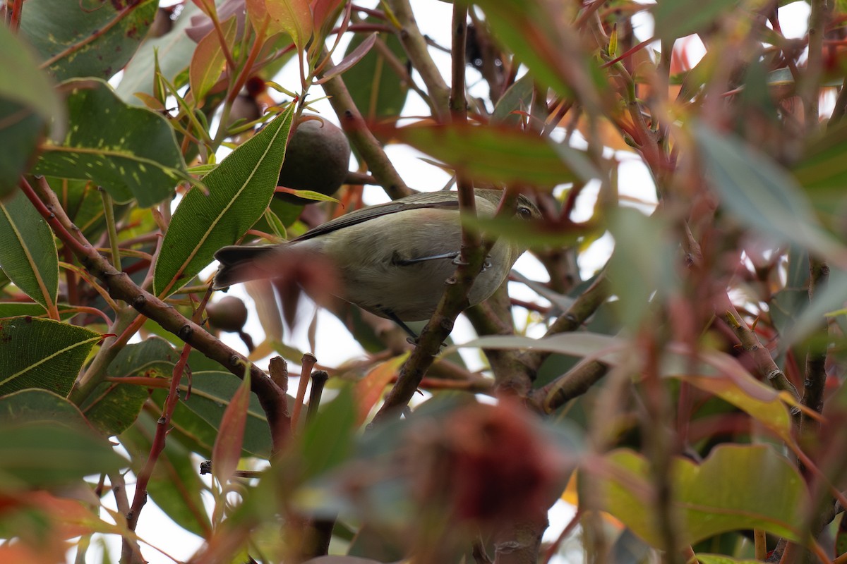 Tennessee Warbler - ML642847324
