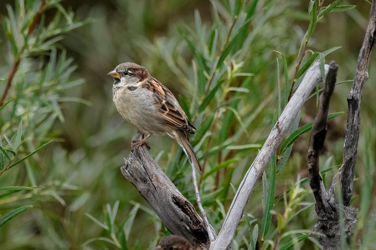 House Sparrow - ML642847326