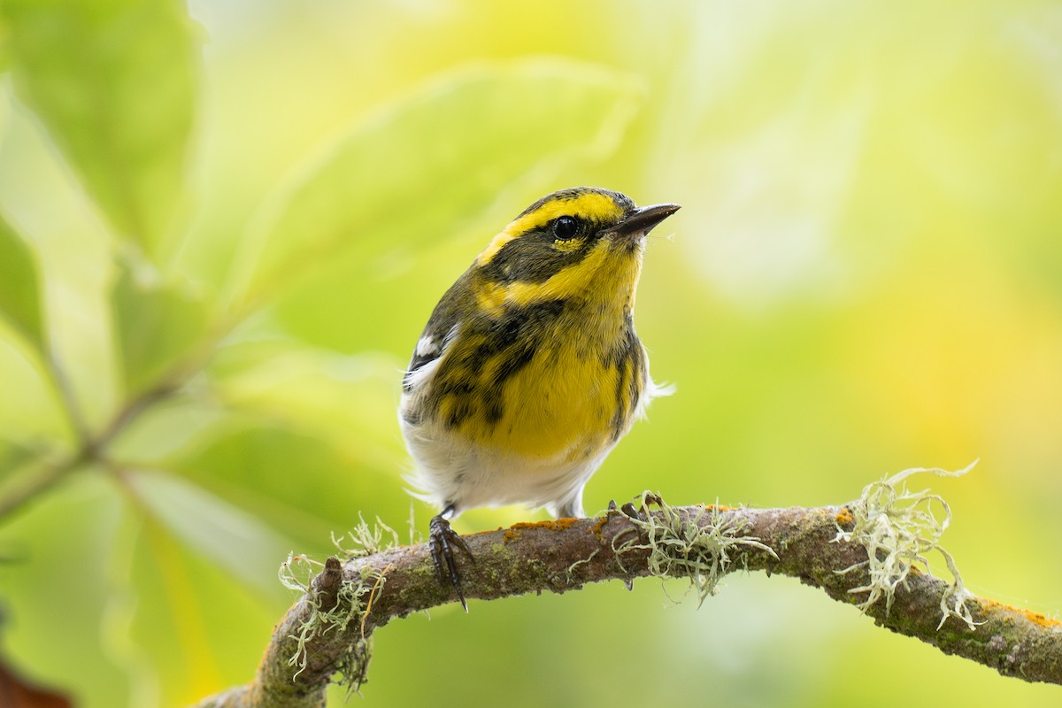 Townsend's Warbler - ML642847327