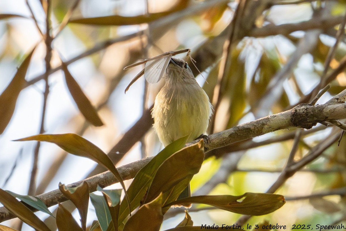 Gray Whistler - ML642847328