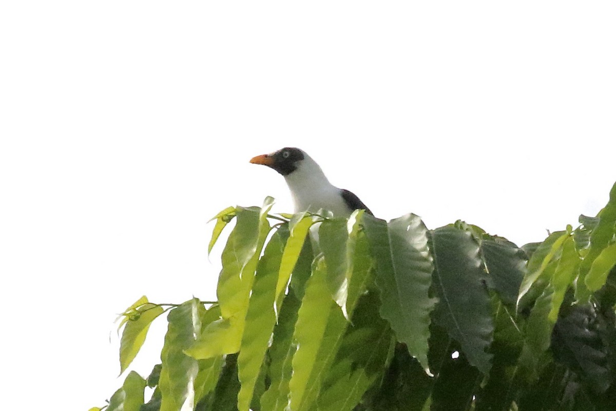 Bare-eyed Myna - ML642847338