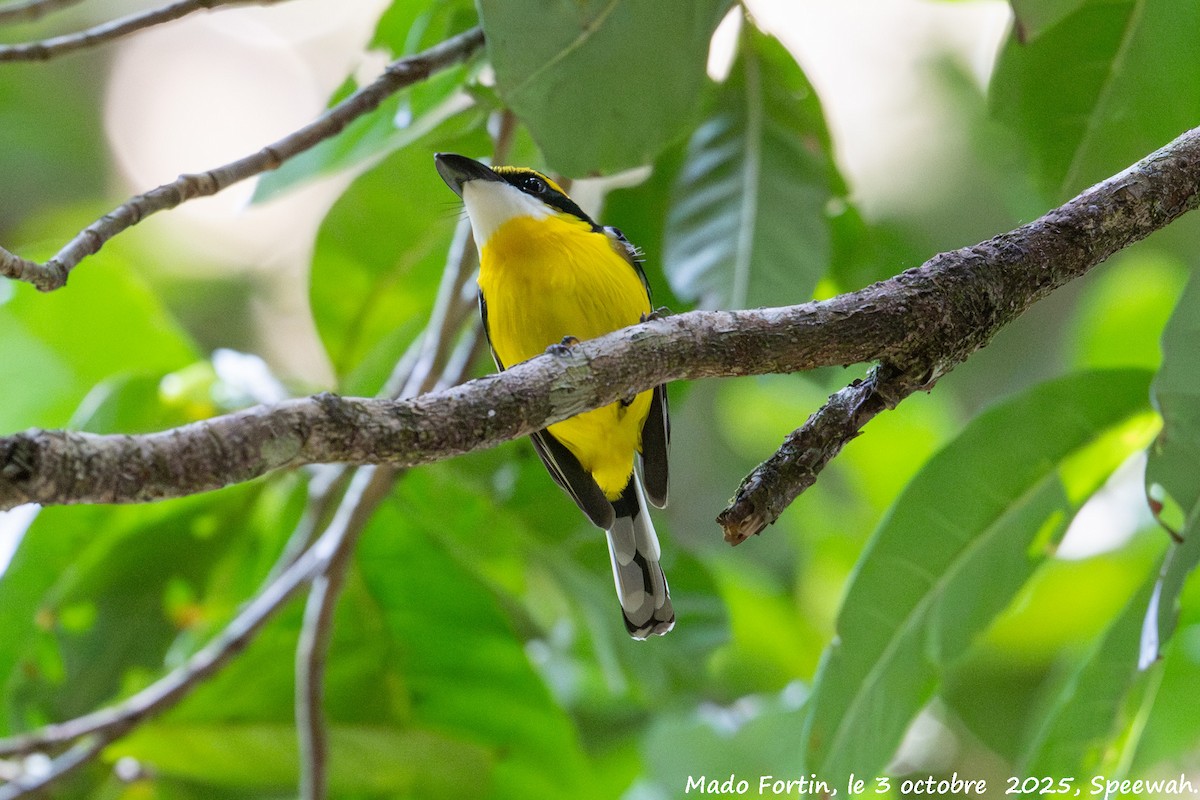 Yellow-breasted Boatbill - ML642847339