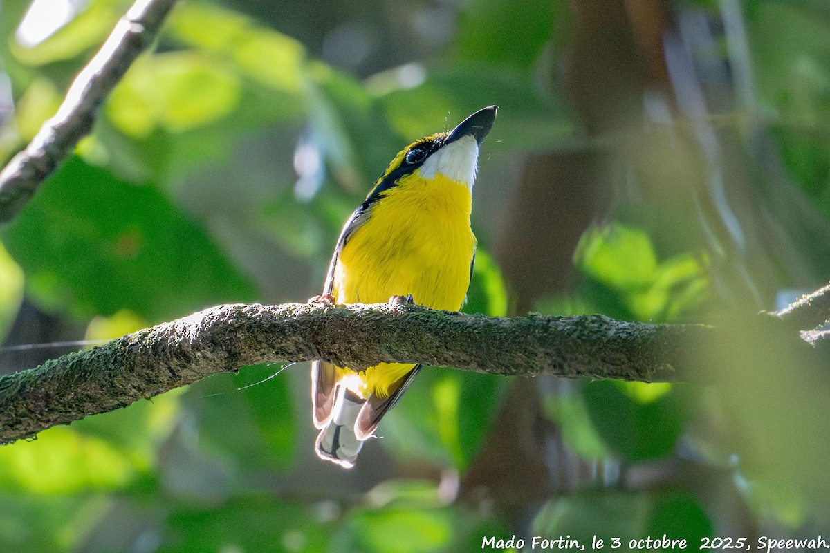 Yellow-breasted Boatbill - ML642847340