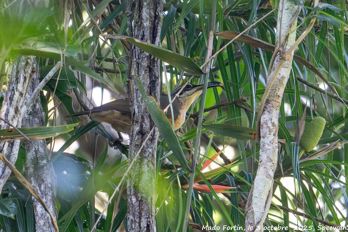 Victoria's Riflebird - ML642847342