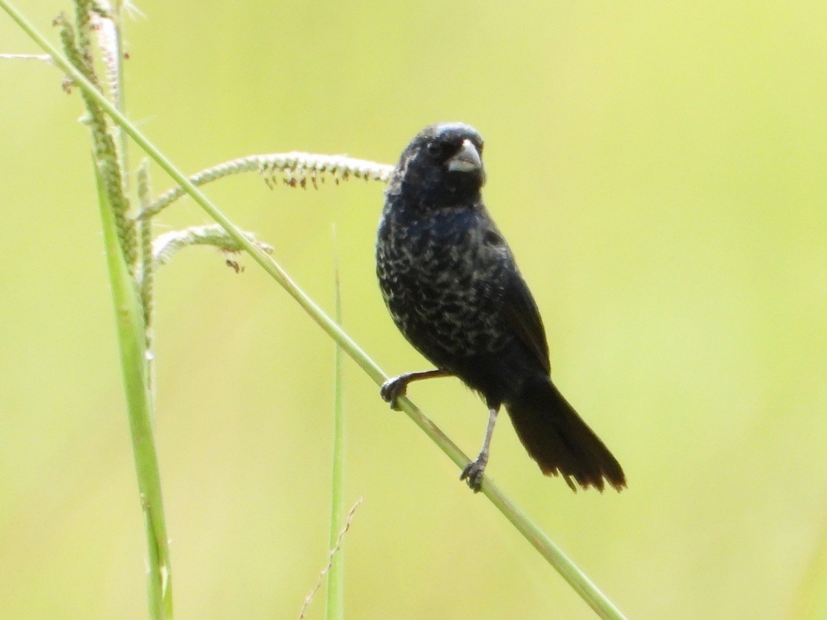 Blue-black Grassquit - ML642847343