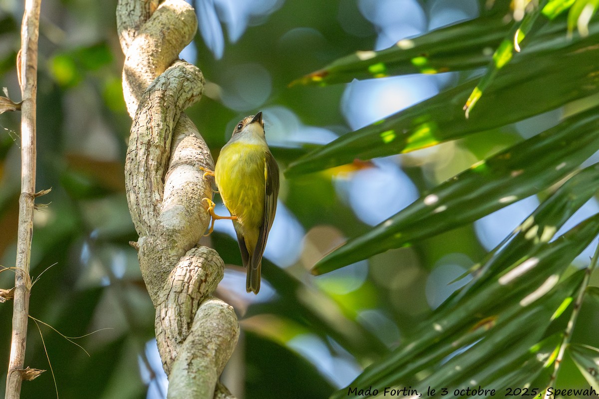 Pale-yellow Robin - ML642847346