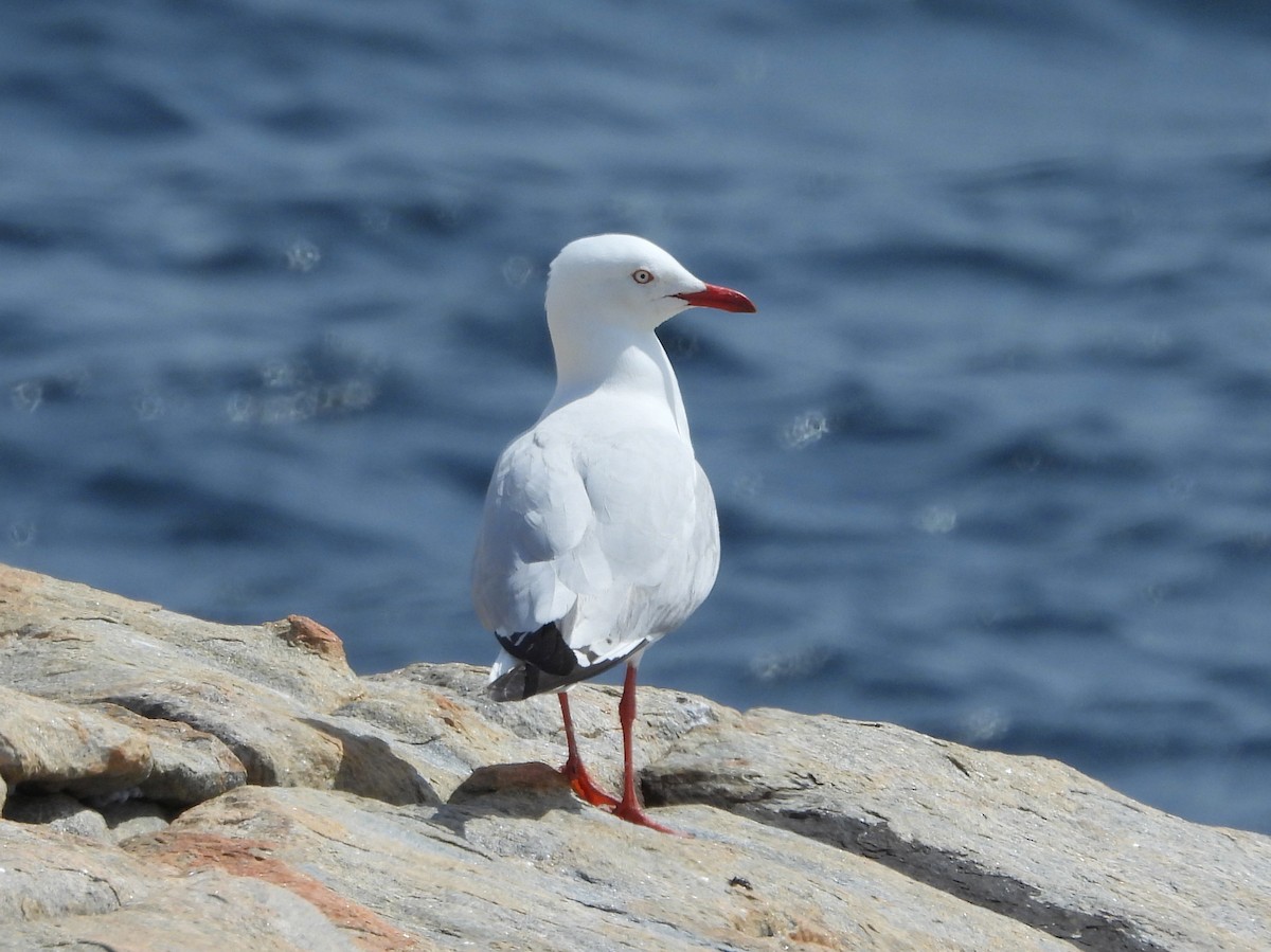 racek australský (ssp. novaehollandiae/forsteri) - ML642847348
