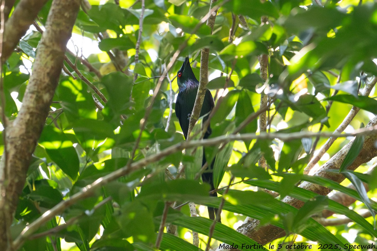Metallic Starling - ML642847351