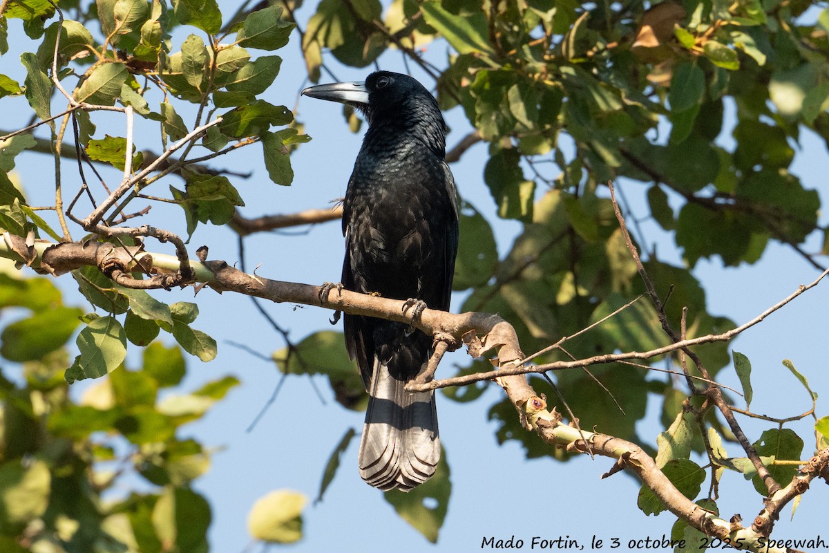 Black Butcherbird - ML642847354