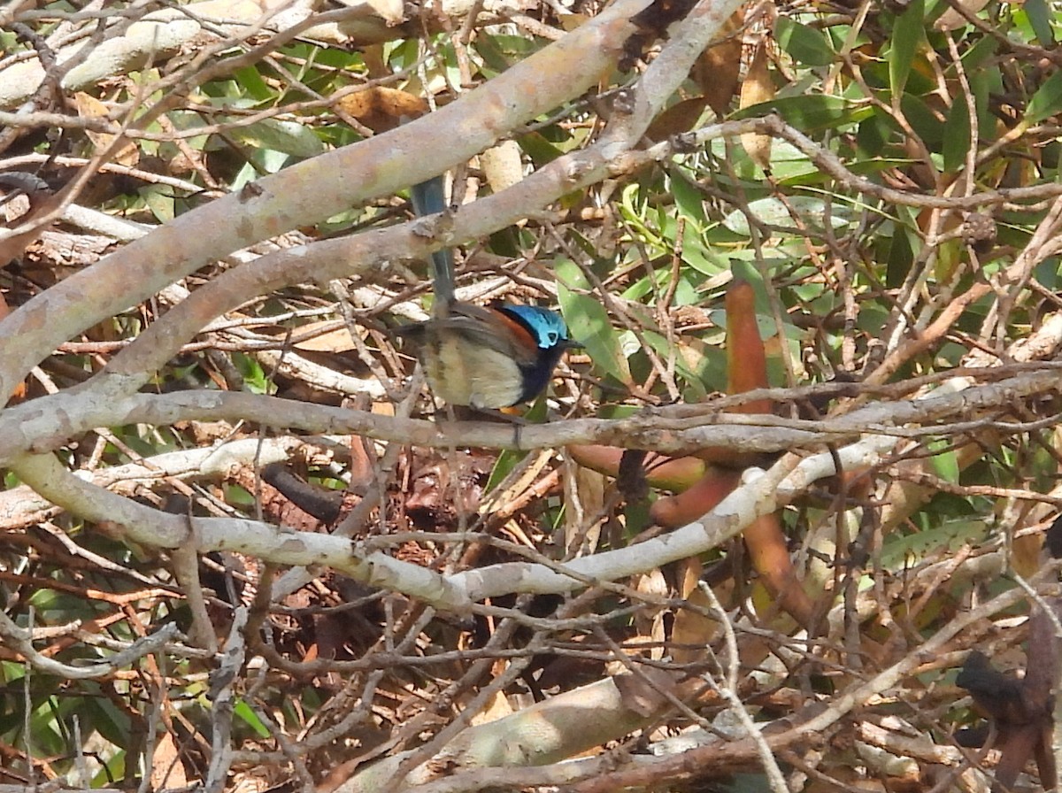 Red-winged Fairywren - ML642847357
