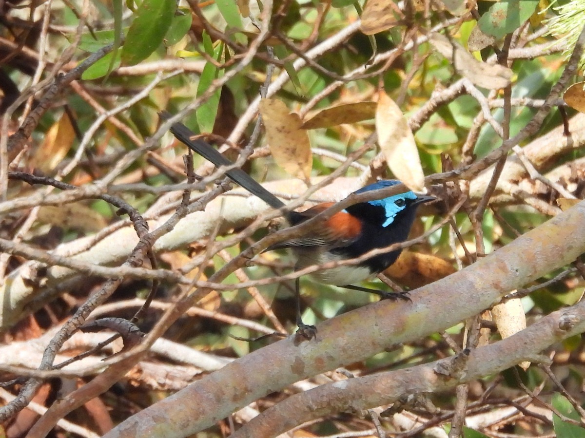 Red-winged Fairywren - ML642847358