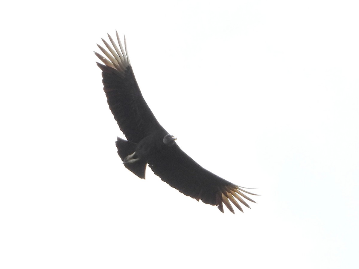 Black Vulture - ML642847374