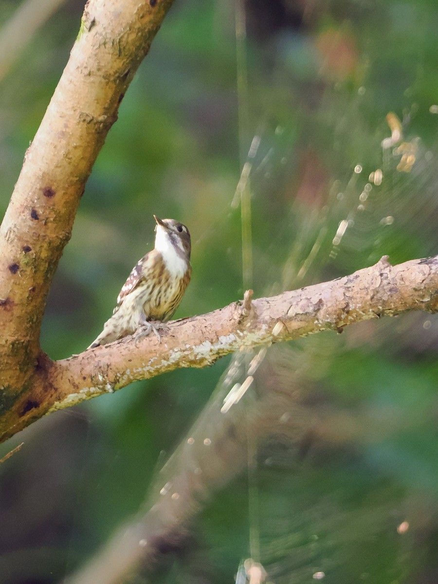 Japanese Pygmy Woodpecker - ML642847378