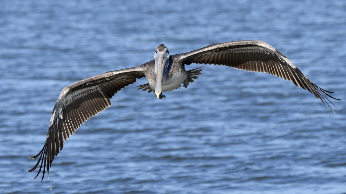 Brown Pelican - ML642847383