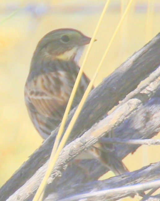 Savannah Sparrow - ML642847384