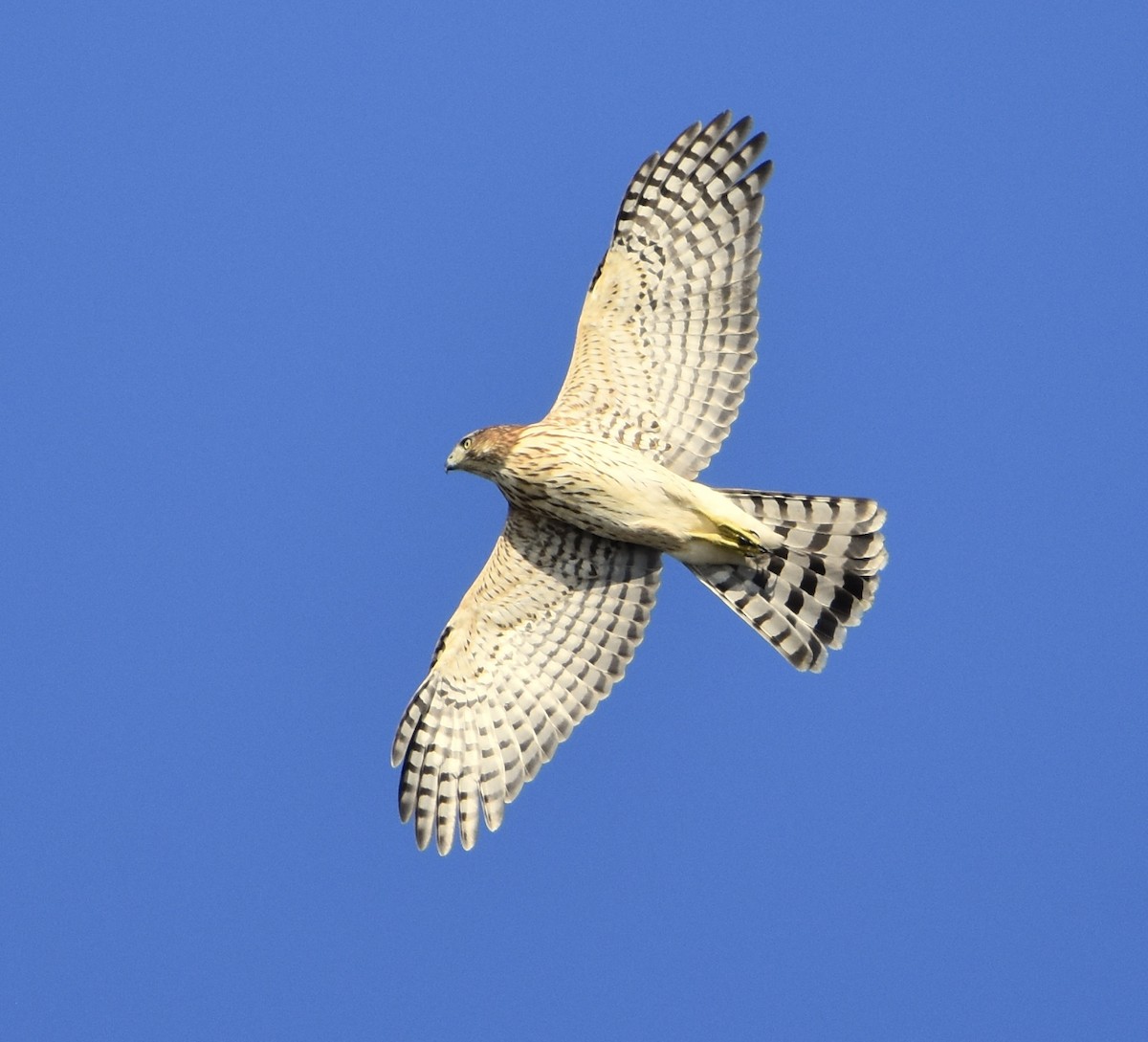 Cooper's Hawk - ML642847390