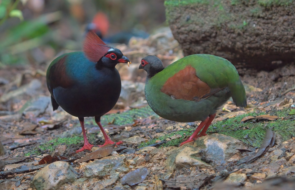 Crested Partridge - ML642847391