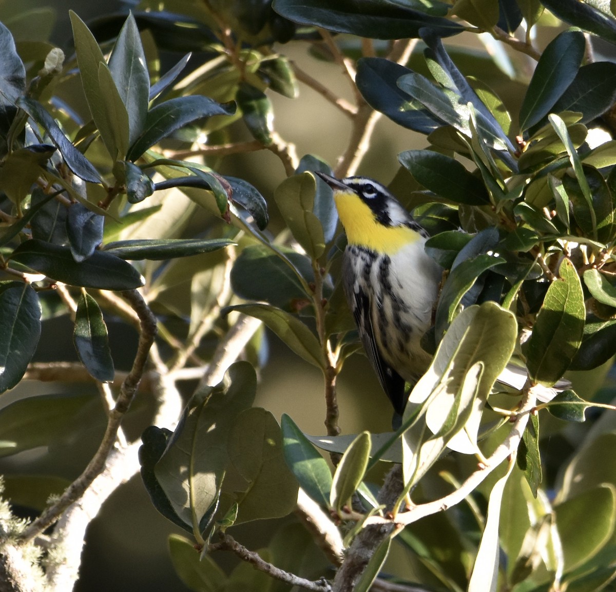 gulstrupeparula - ML642847397