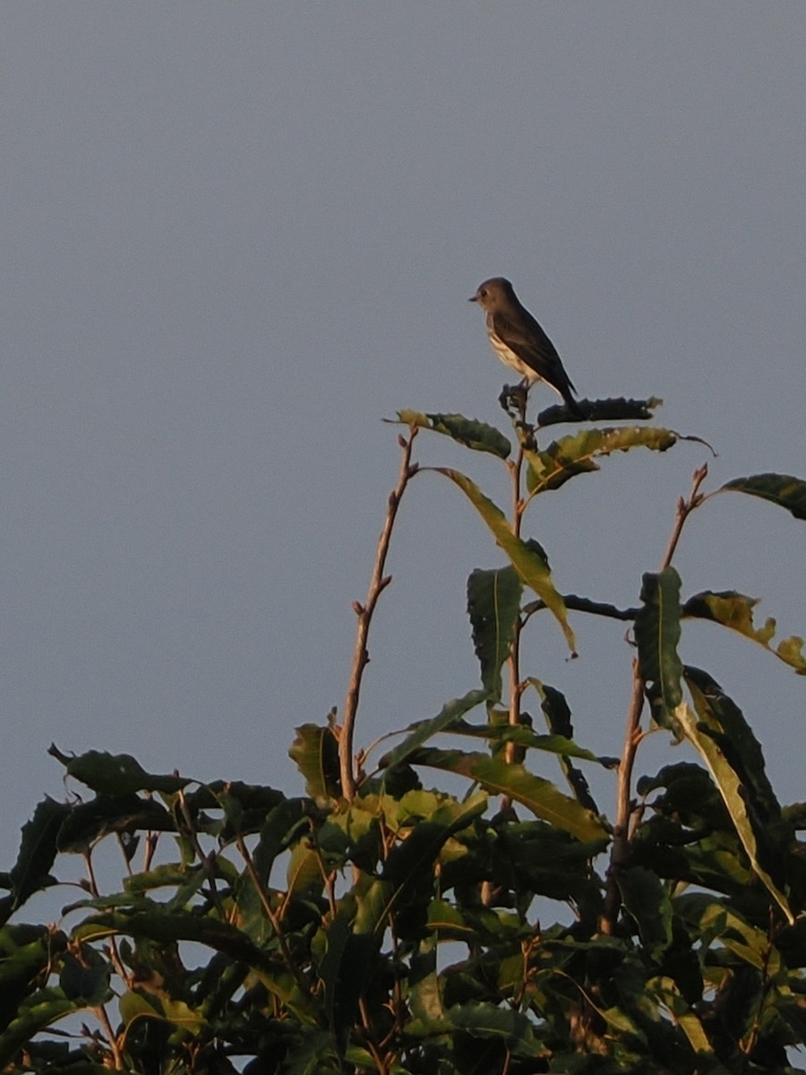 Gray-streaked Flycatcher - ML642847415