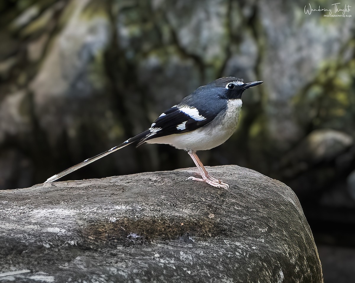 Slaty-backed Forktail - ML642847425