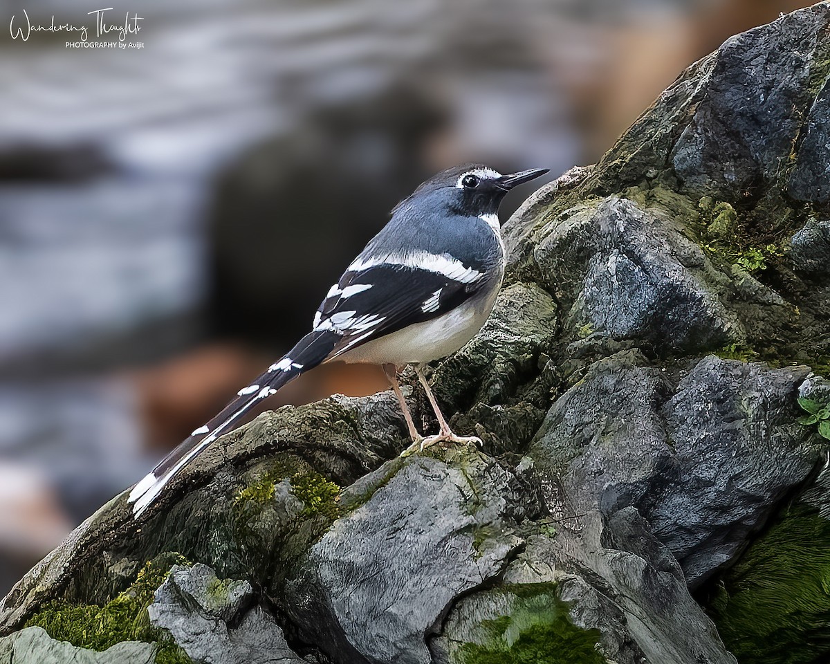 Slaty-backed Forktail - ML642847433