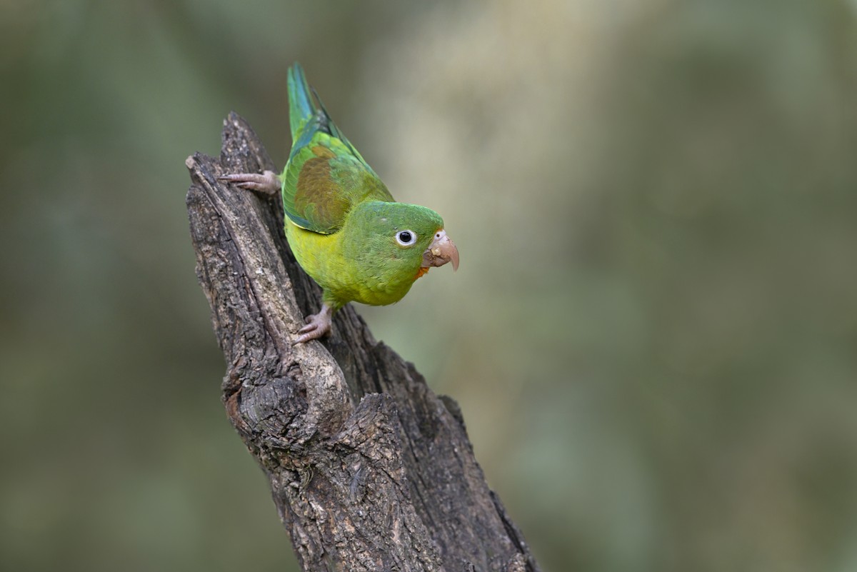 Orange-chinned Parakeet - ML642847435