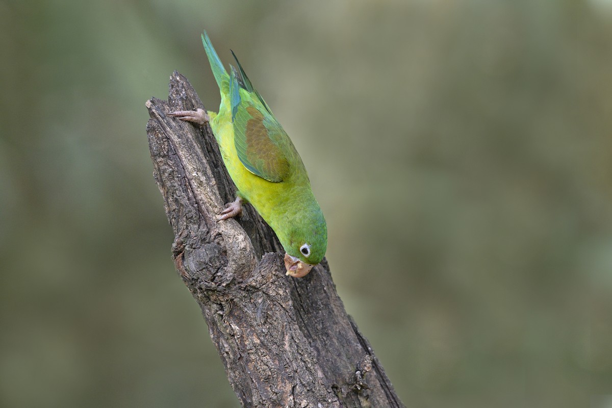 Orange-chinned Parakeet - ML642847436