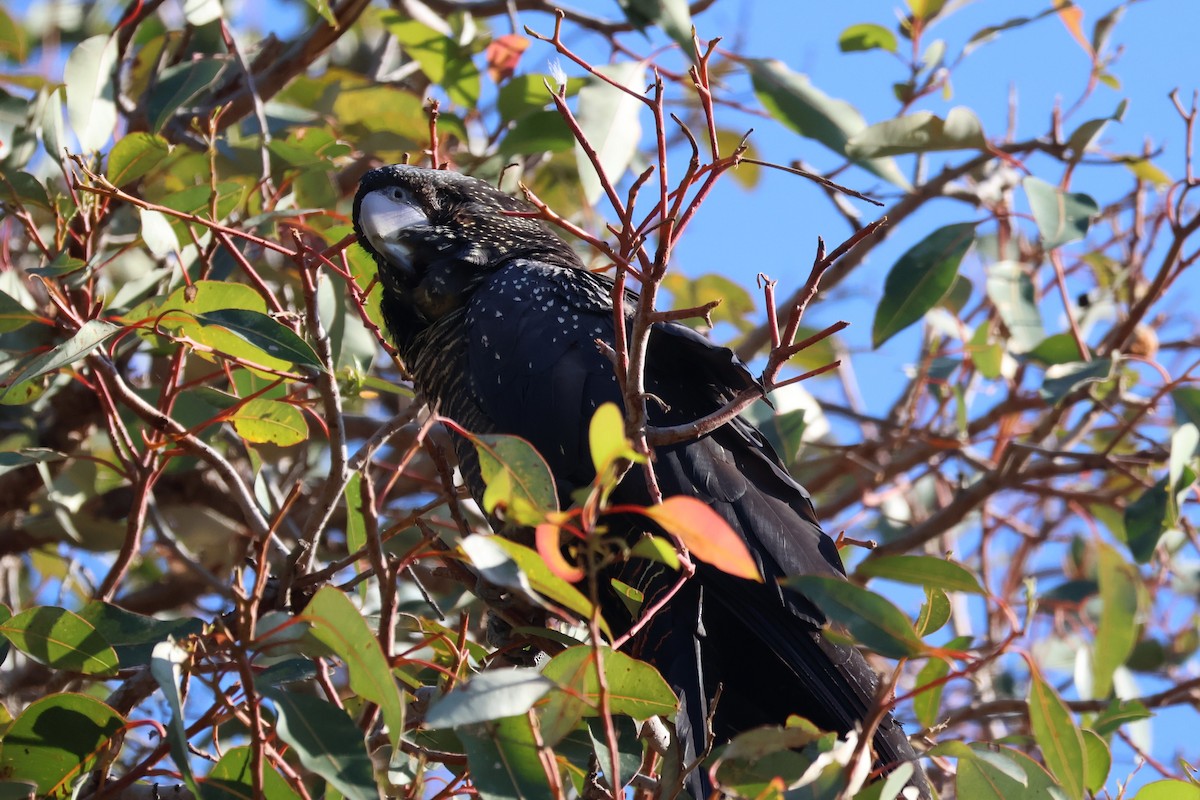 Red-tailed Black-Cockatoo - ML642847438