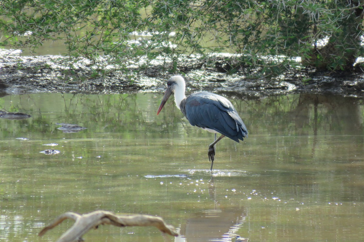 Zikoina lepazuri afrikarra - ML642847439