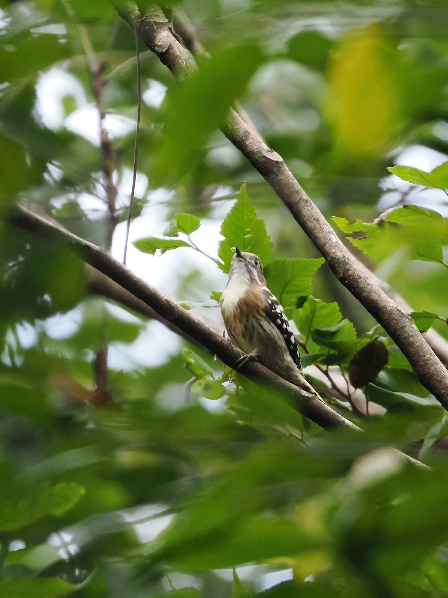 Japanese Pygmy Woodpecker - ML642847443