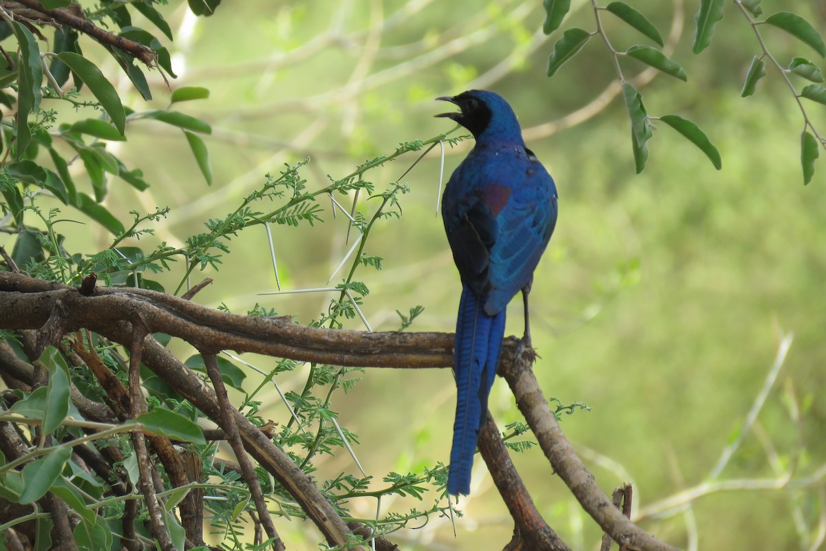 Meves's Starling - ML642847446