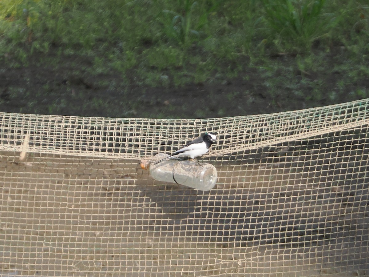 Japanese Wagtail - ML642847451