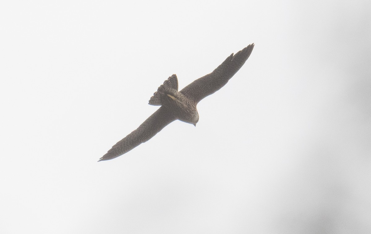 Faucon pèlerin - ML642847462