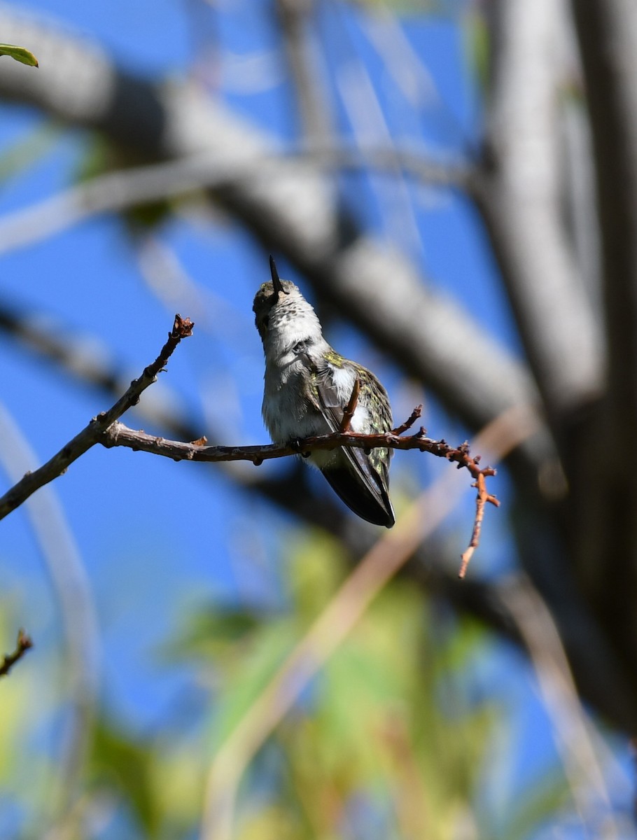 Costa's Hummingbird - ML642847463