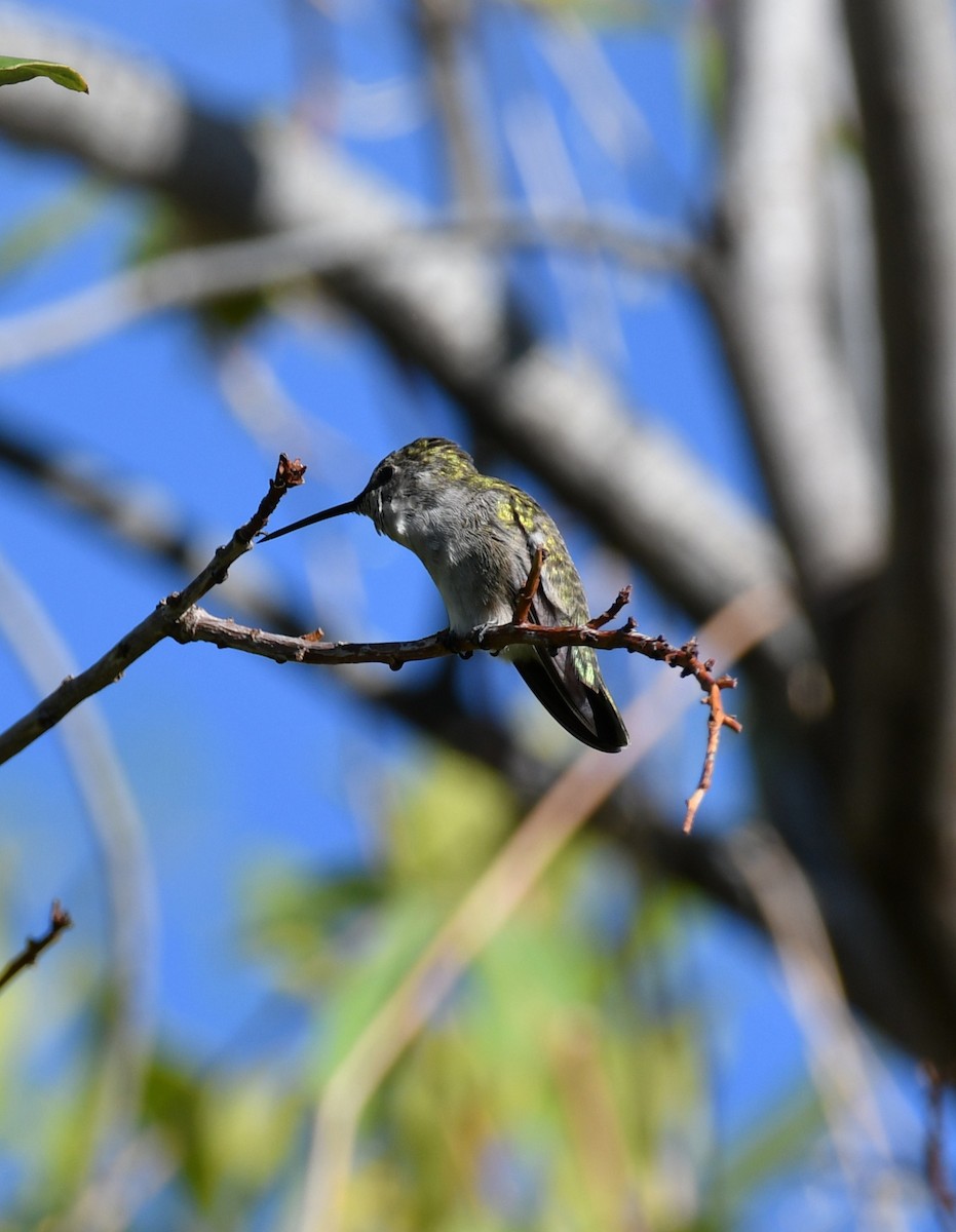 Costa's Hummingbird - ML642847464
