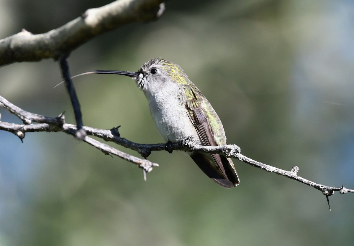 Costa's Hummingbird - ML642847465