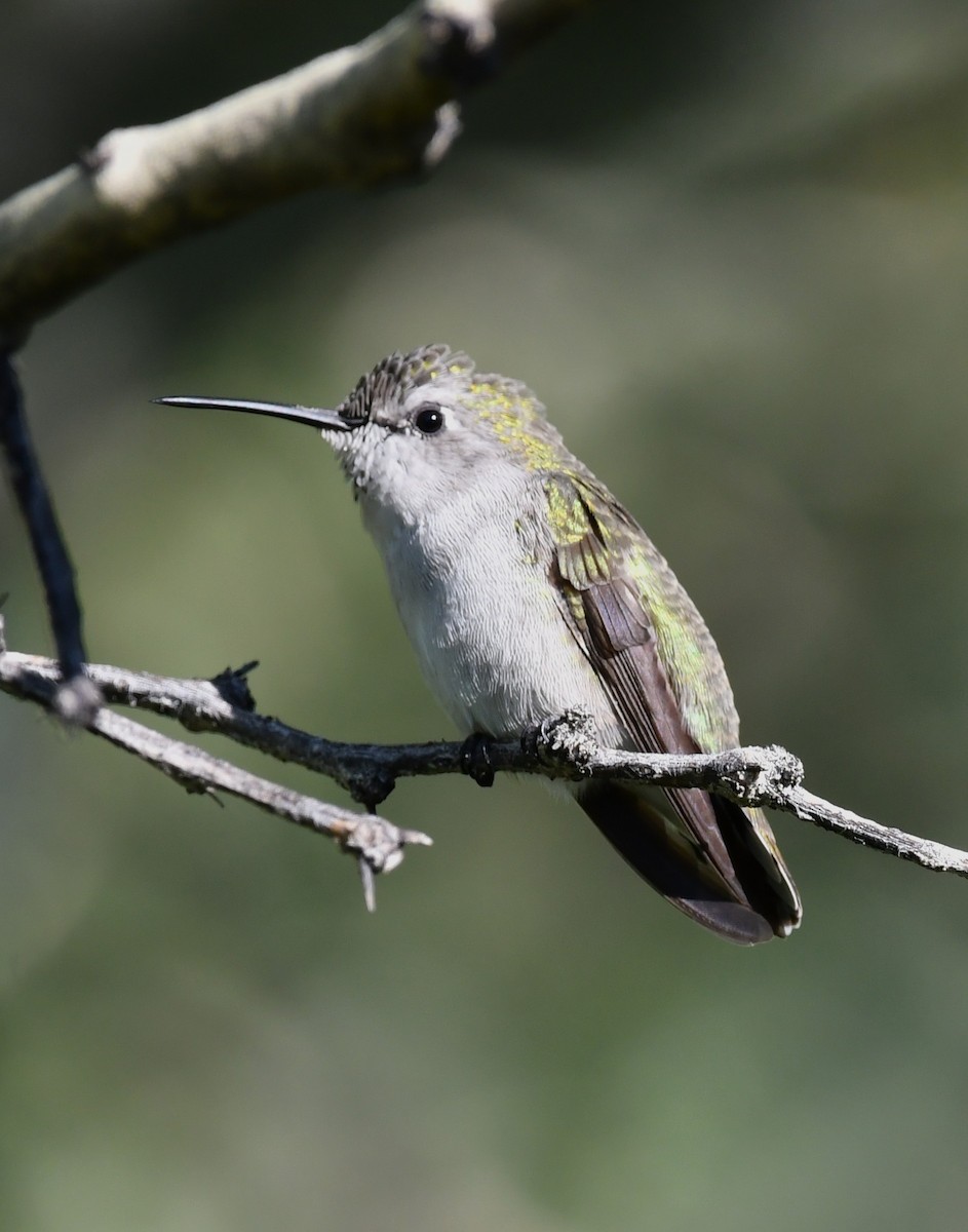 Costa's Hummingbird - ML642847466