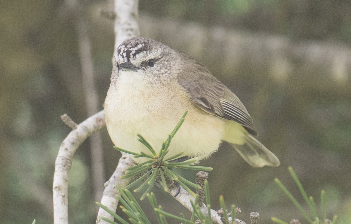 Yellow-rumped Thornbill - ML642847468