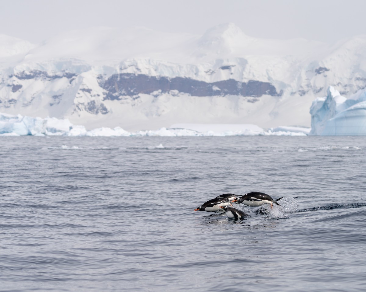 Gentoo Penguin - ML642847469