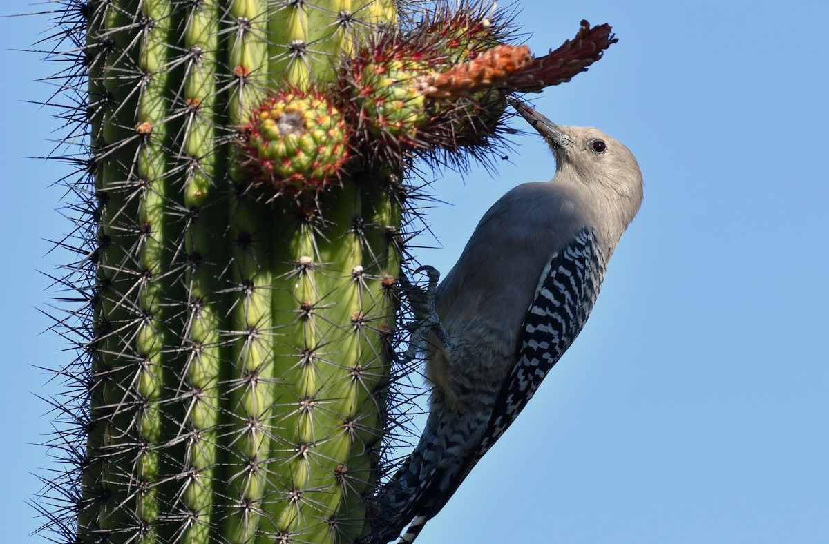 Gila Woodpecker - ML642847471