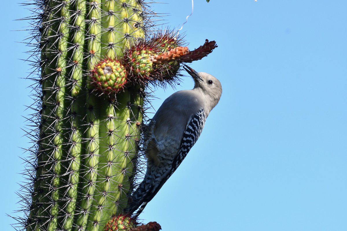 Gila Woodpecker - ML642847472