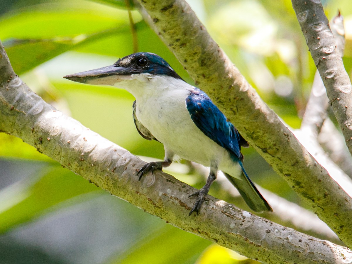 Collared Kingfisher - ML642847473