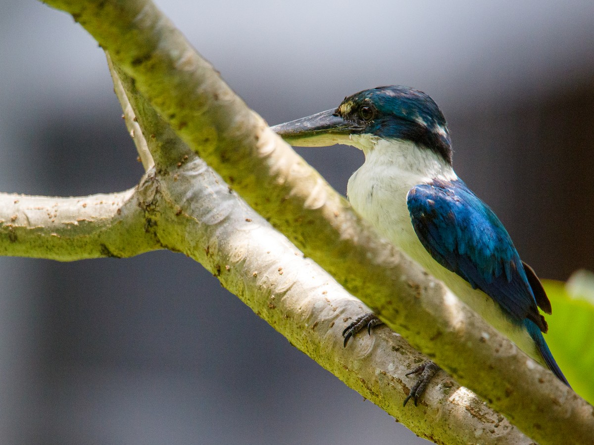 Collared Kingfisher - ML642847474