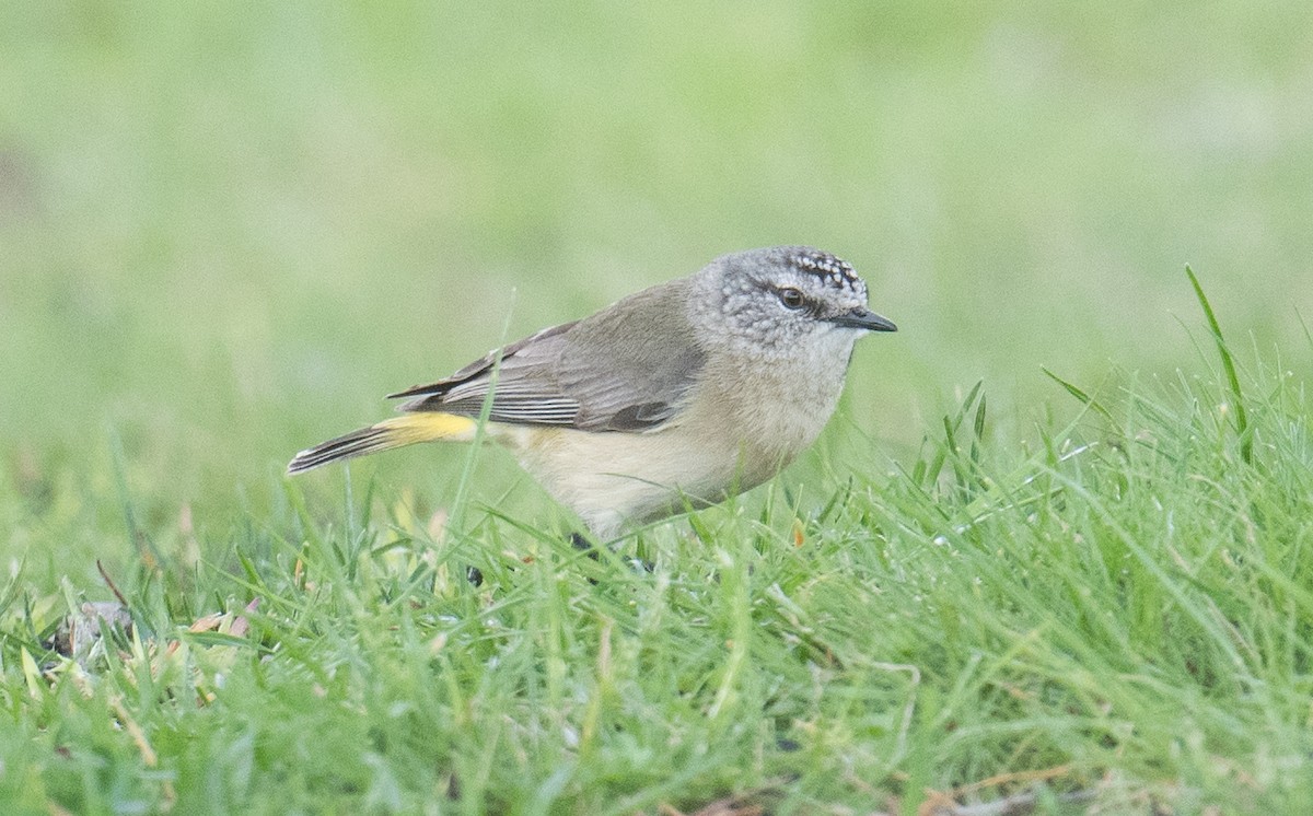Yellow-rumped Thornbill - ML642847475