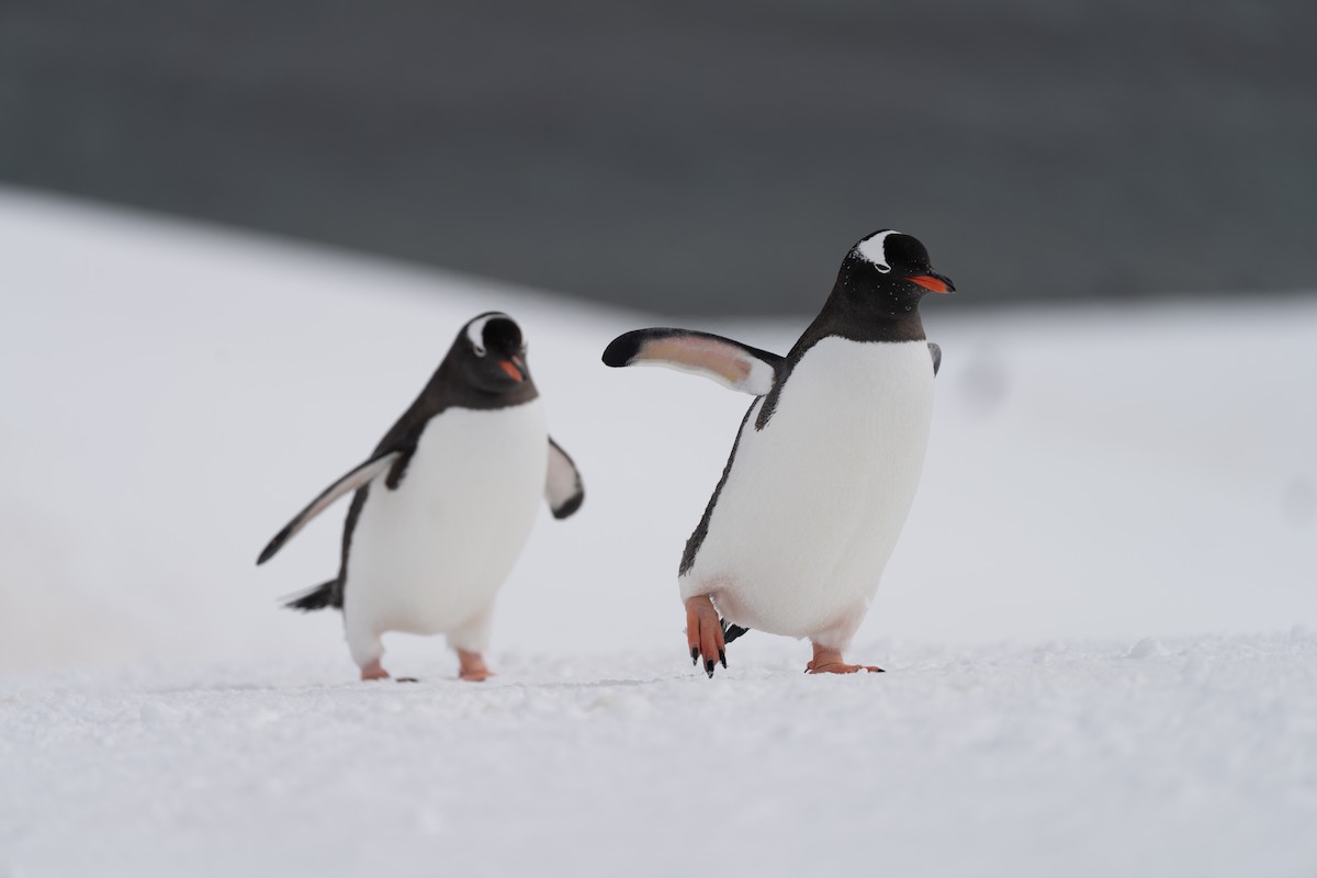 Gentoo Penguin - ML642847476