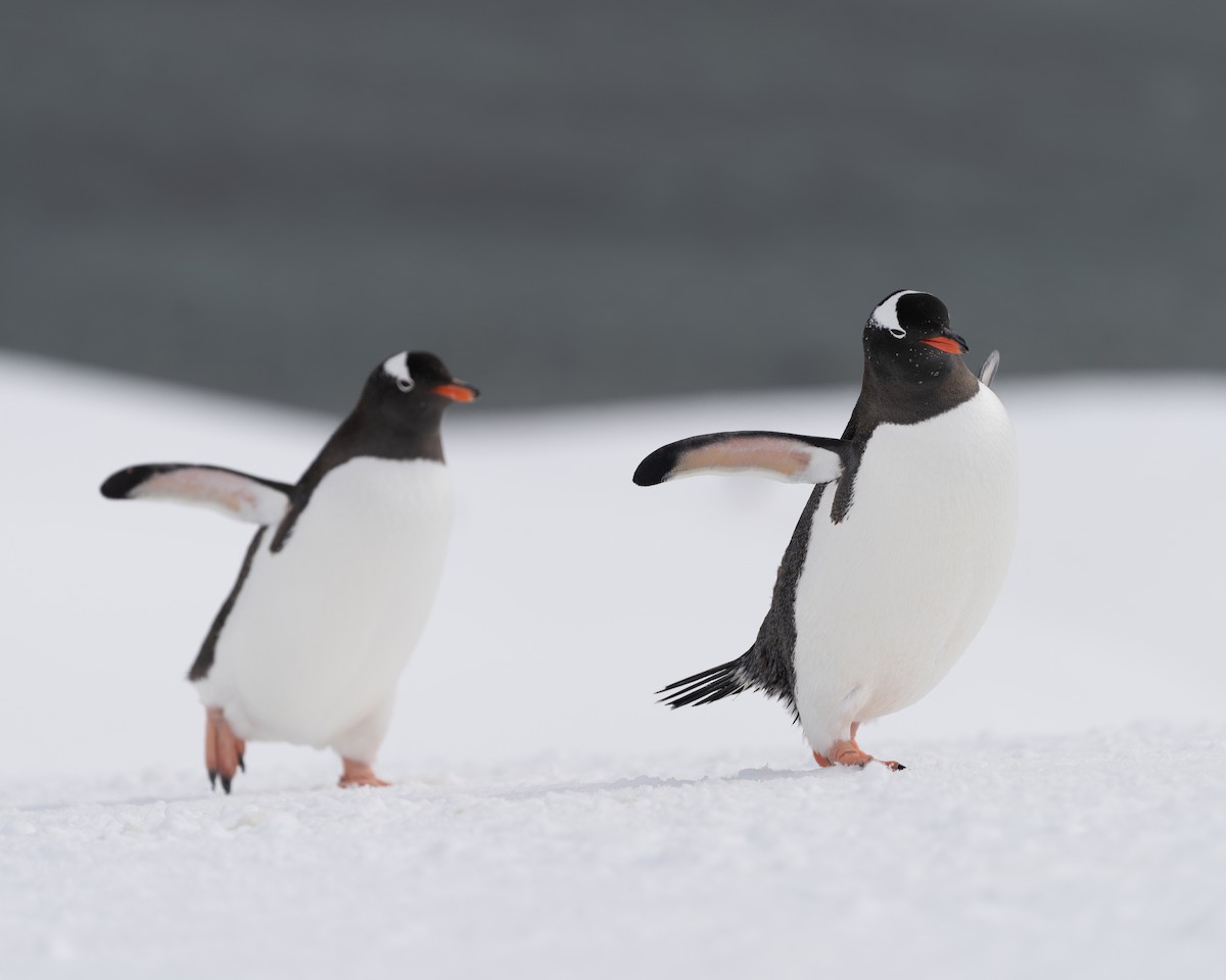 Gentoo Penguin - ML642847477