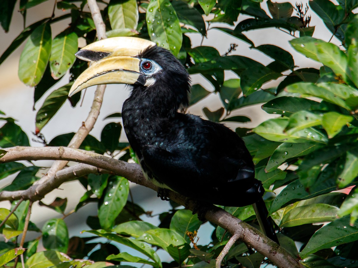 Oriental Pied-Hornbill - ML642847478