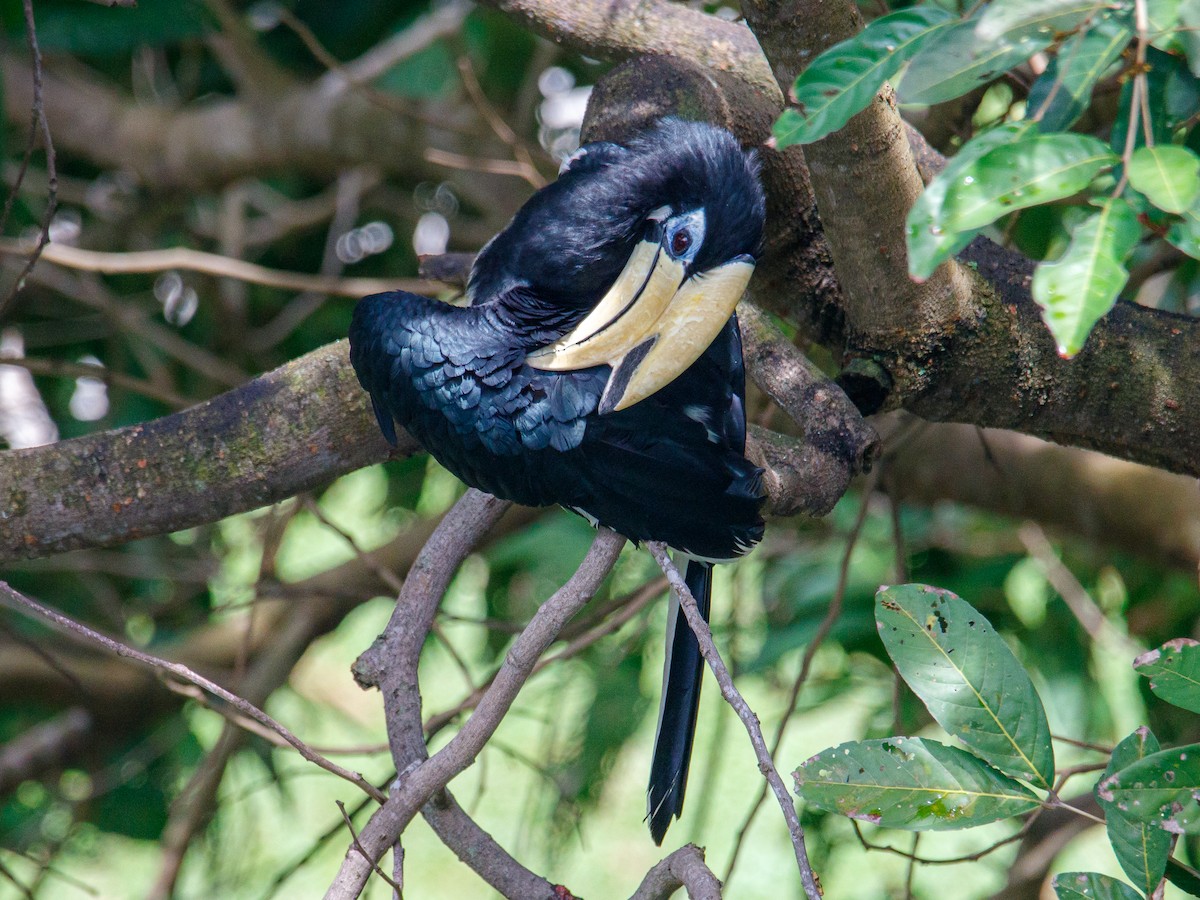 Oriental Pied-Hornbill - ML642847479