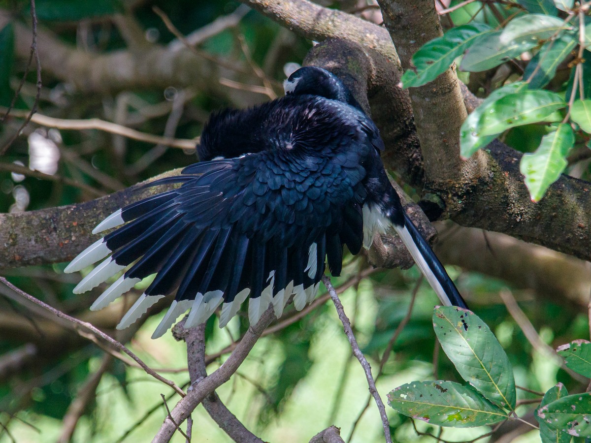 Oriental Pied-Hornbill - ML642847480